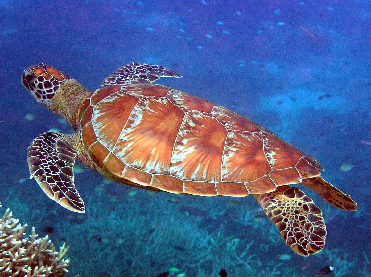 Reef Suite Agnes Water Exterior photo